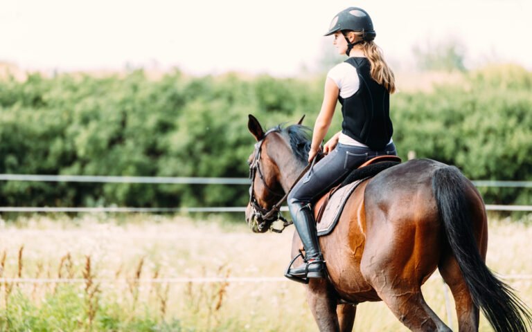 recupero crediti settore equestre strumenti legali maneggi e professionisti